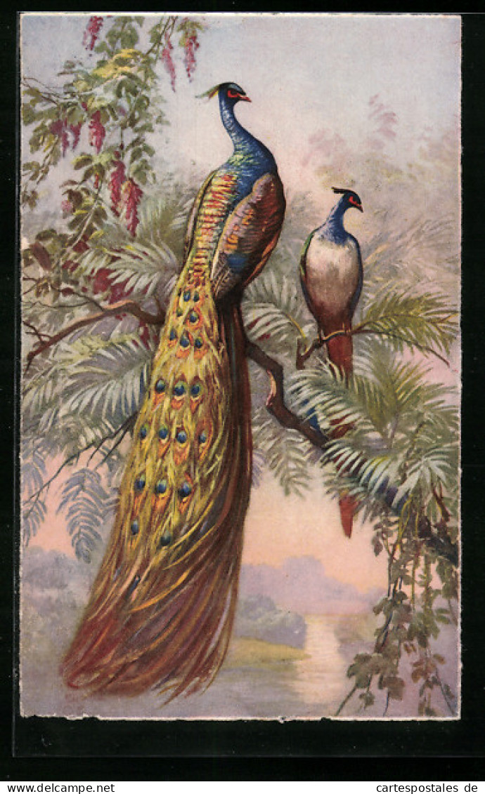 AK Pfauenpaar Auf Einem Baum  - Vogels