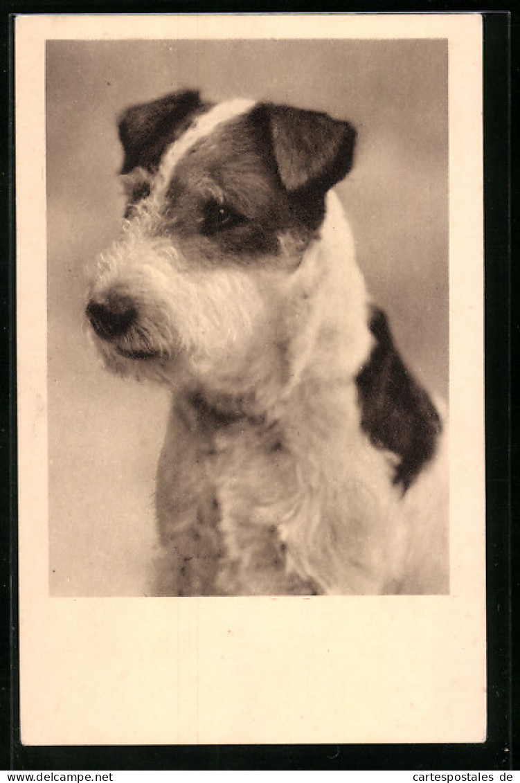AK Portrait Eines Jungen Foxterriers  - Hunde