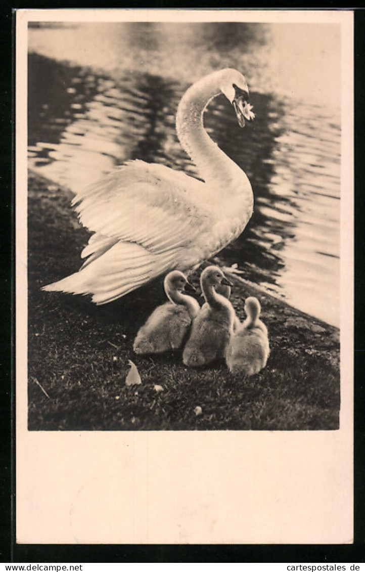 AK Schwan Mit Drei Küken An Einem Ufer  - Vogels