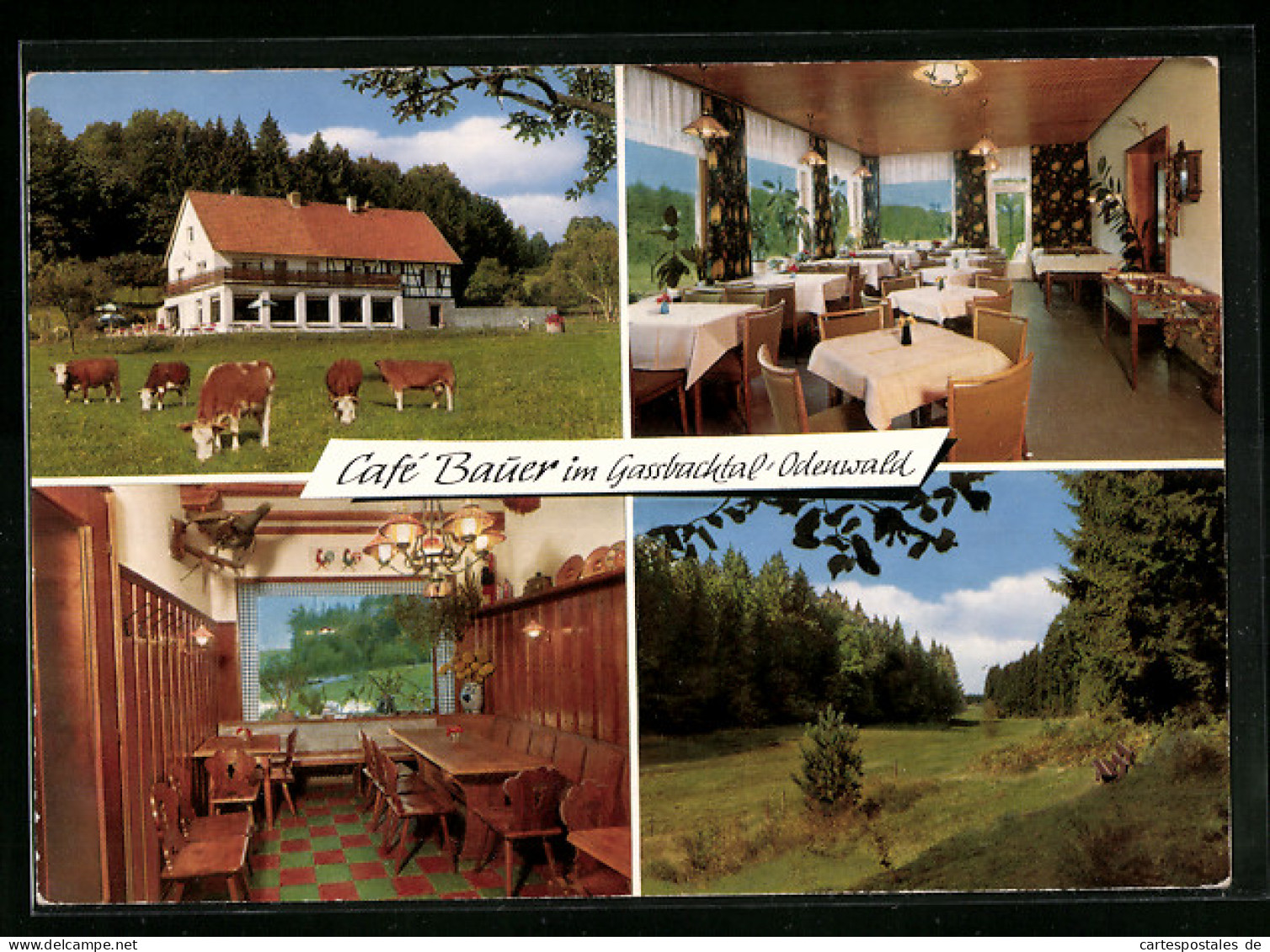 AK Hammelbach Im Odenwald, Cafe Bauer Im Gassbachtal, Waldpartie, In Der Gaststube  - Odenwald
