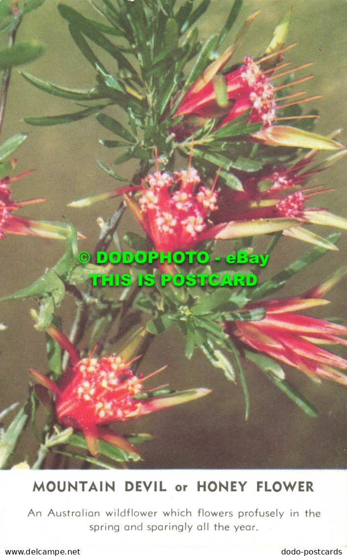 R557881 Mountain Devil Or Honey Flower. A Sands Card. Capt. Frank Hurley - Mundo
