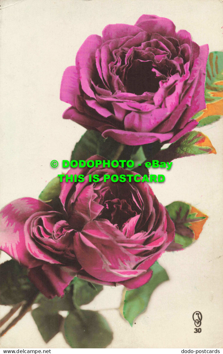 R557884 Purple Roses. Postcard - Mundo
