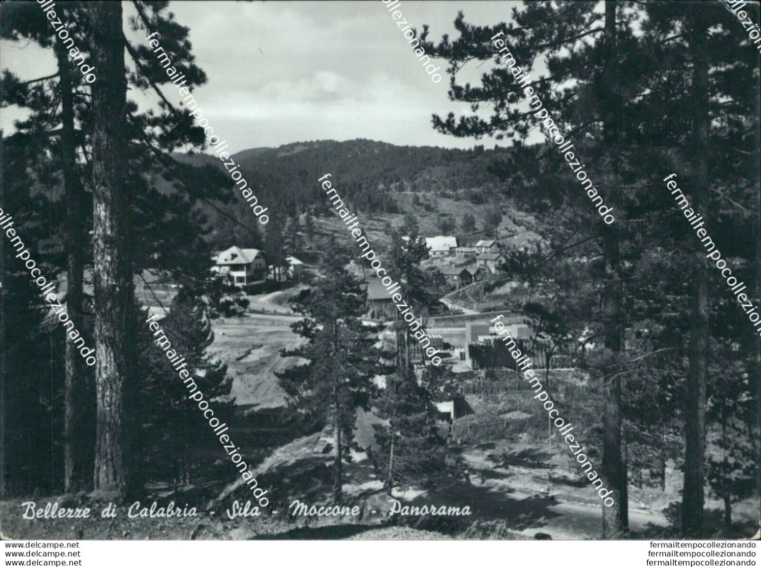 Bn59 Cartolina Bellezze Di Calabria Sila Moccone Panorama Provincia Di Cosenza - Cosenza