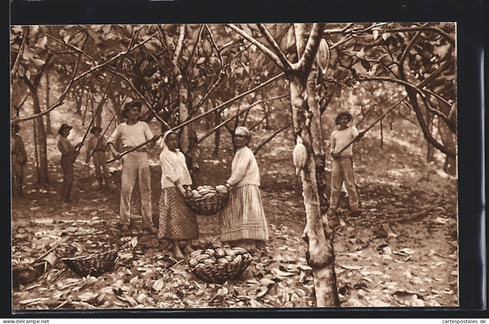 AK Pflücken Der Kakaofrüchte Und Sammeln In Körben  - Cultures
