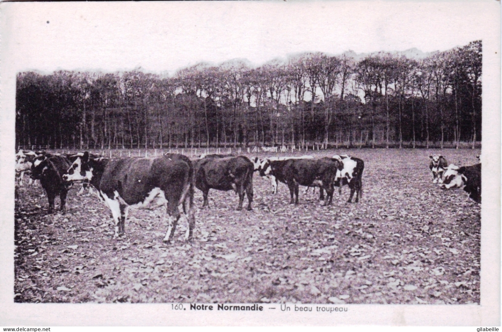 Notre Normandie - Troupeau De Vaches Au Paturage - Basse-Normandie