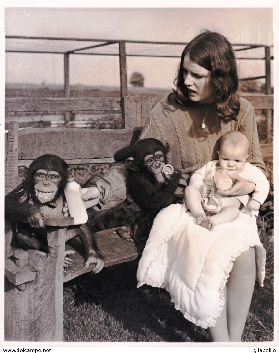 Photo De Presse - Juin 1968 - SOUTHAM FARM ( Pres De Rugby ) Jennifer Clews Nourrit Ce Bébé De 5 Mois Avec Les Singess - Altri & Non Classificati