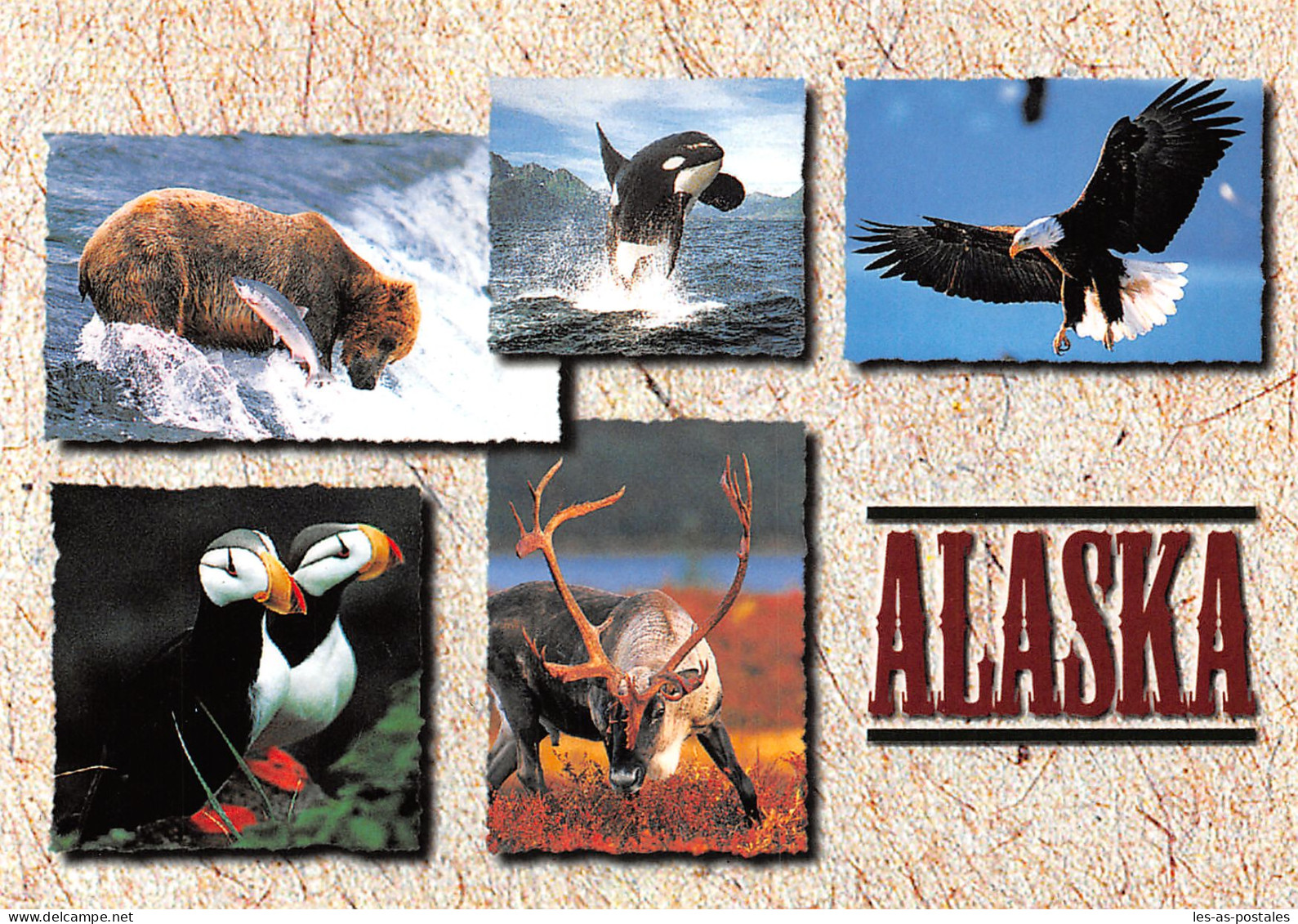 USA ALASKA WILDIFE ABOUNDS - Sonstige & Ohne Zuordnung