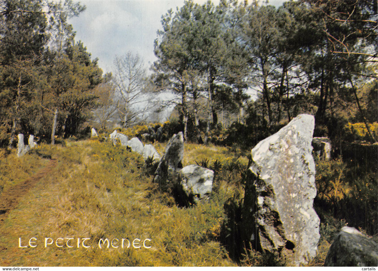 56-CARNAC LA TRINITE SUR MER-N° 4443-A/0049 - Carnac