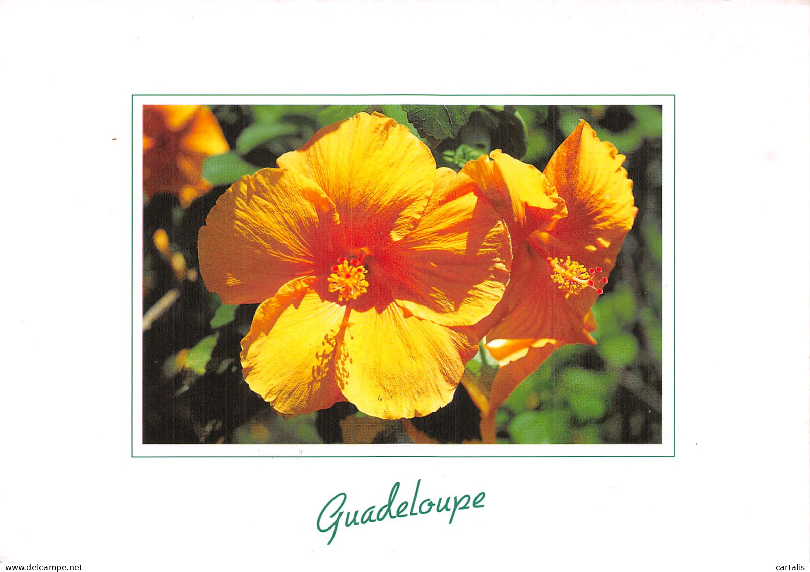 971-GUADELOUPE HIBISCUS-N° 4443-D/0365 - Autres & Non Classés