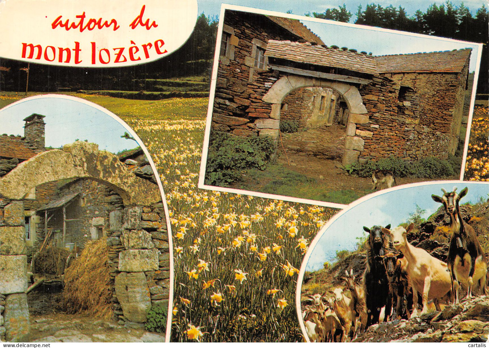 48-LE MONT LOZERE-N° 4445-B/0053 - Other & Unclassified