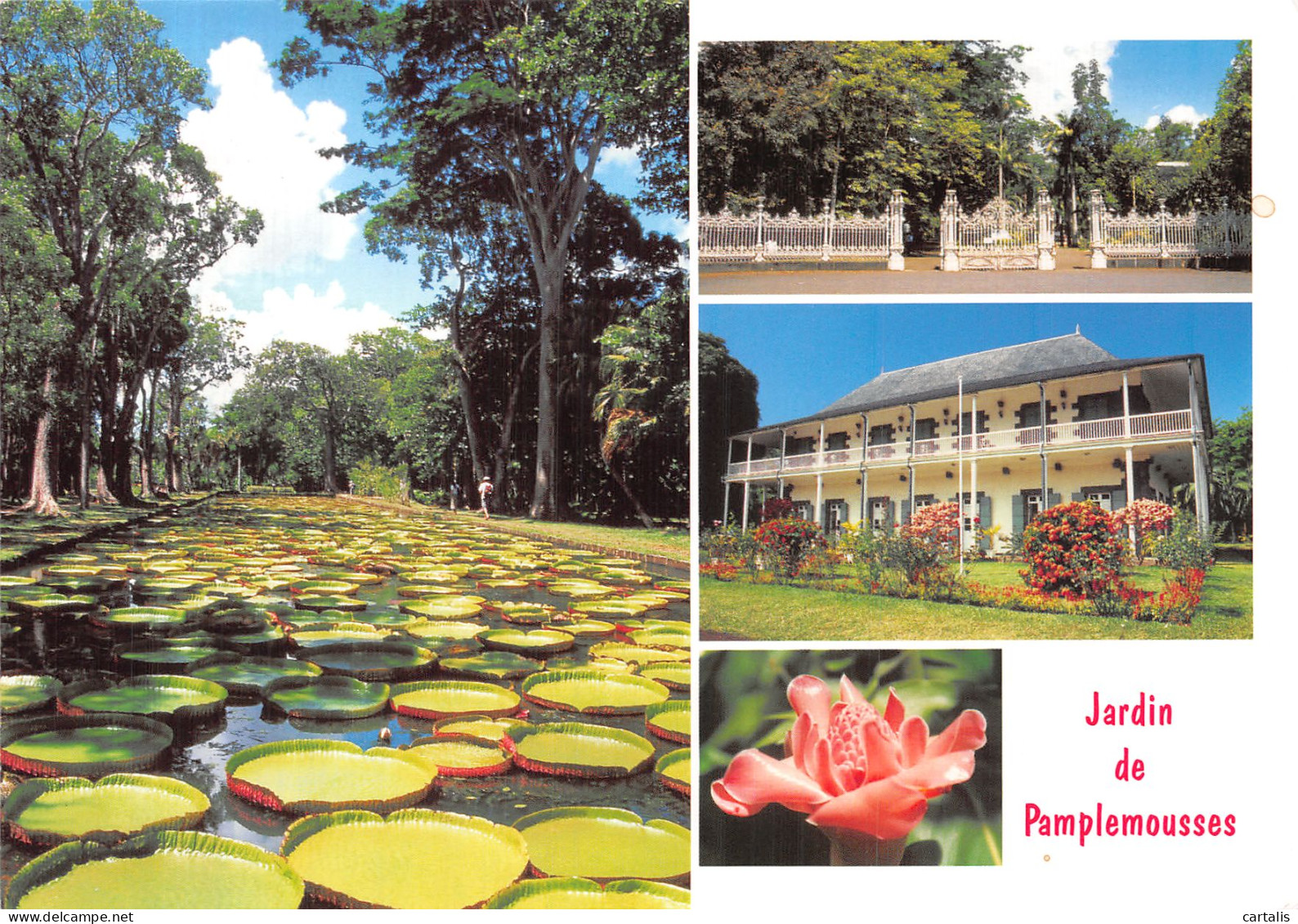 ET-ILE MAURICE JARDIN DES PAMPLEMOUSSES-N° 4446-C/0015 - Mauritius