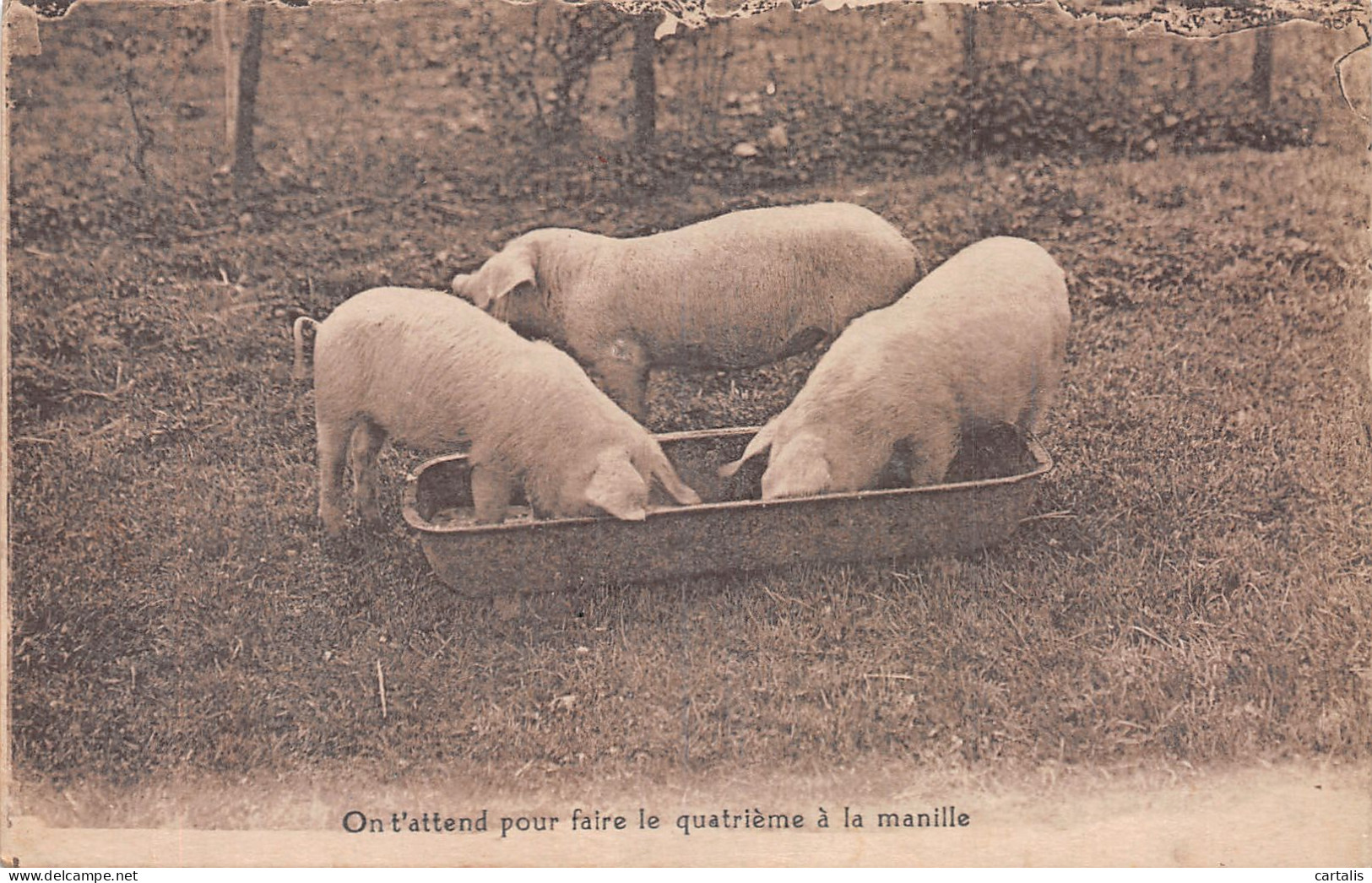 TH-ANIMAUX COCHONS-N° 4452-E/0071 - Schweine