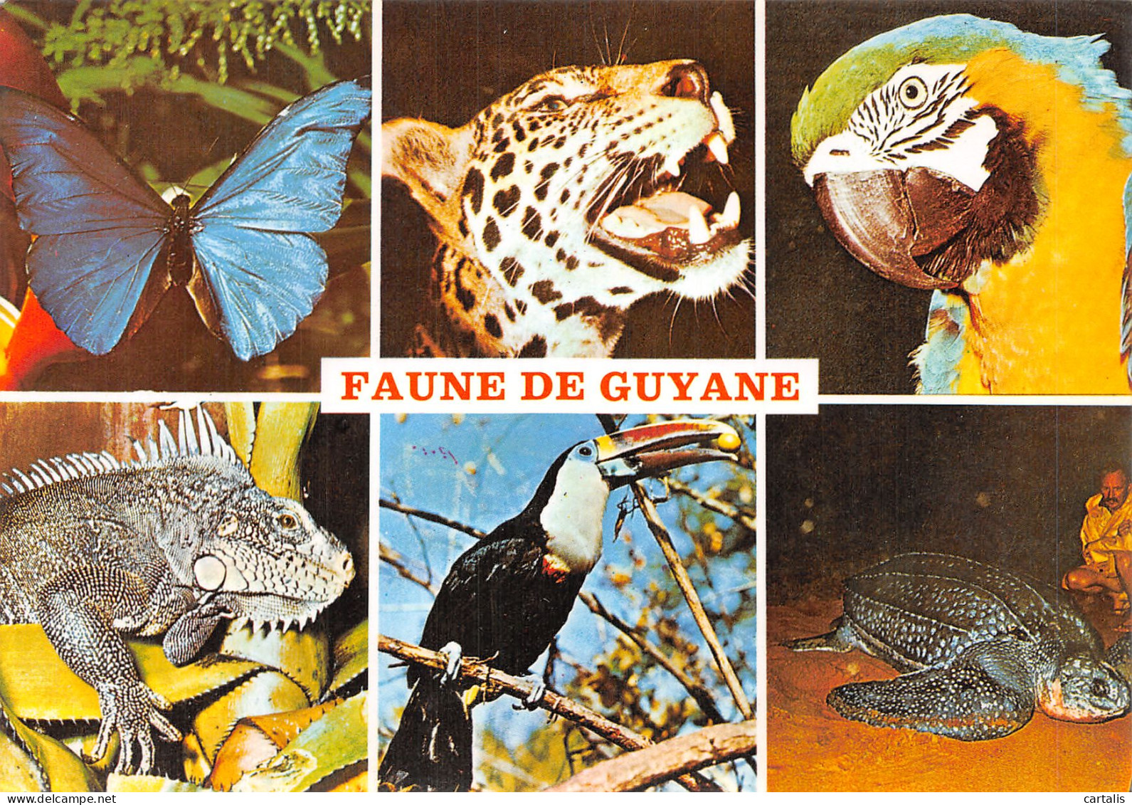 973-GUYANE FRANCAISE-N° 4454-B/0329 - Sonstige & Ohne Zuordnung