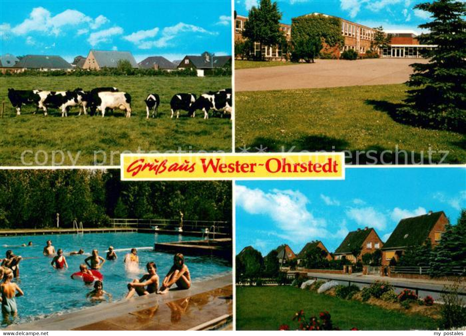 73673992 Wester-Ohrstedt Rinderherde Schule Freibad Siedlung Wester-Ohrstedt - Andere & Zonder Classificatie