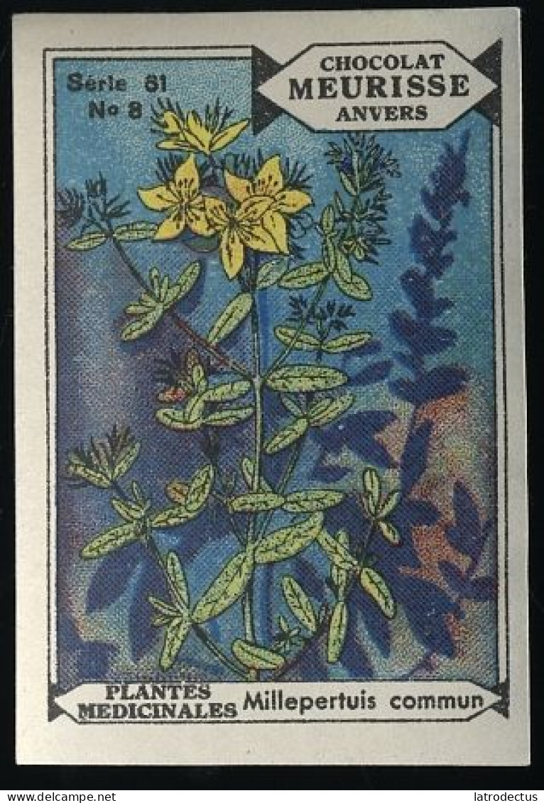 Meurisse - Ca 1930 - 61 - Plantes Médicinales, Medicinal Plants - 8 - Millepertuis Commun - Andere & Zonder Classificatie