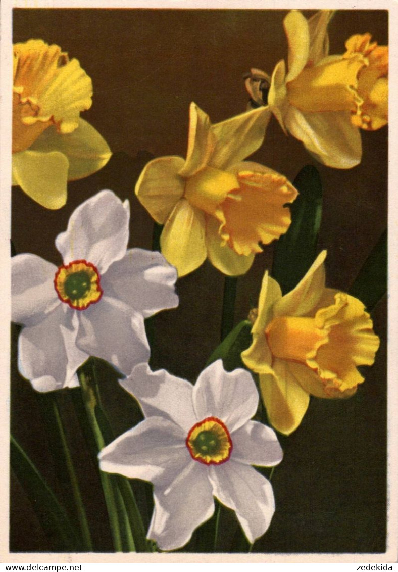 H1822 - Glückwunschkarte Blumen Narzissen - Erhard Bunkowsky - Blumen