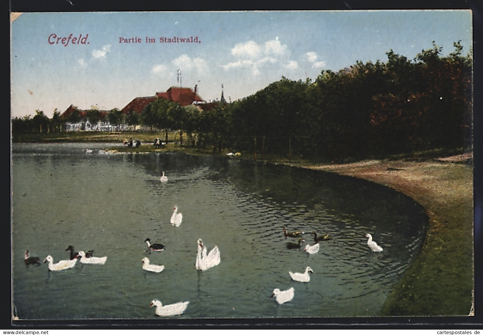 AK Crefeld, Partie Im Stadtwald Am Ufer Mit Schwänen Und Enten  - Sonstige & Ohne Zuordnung