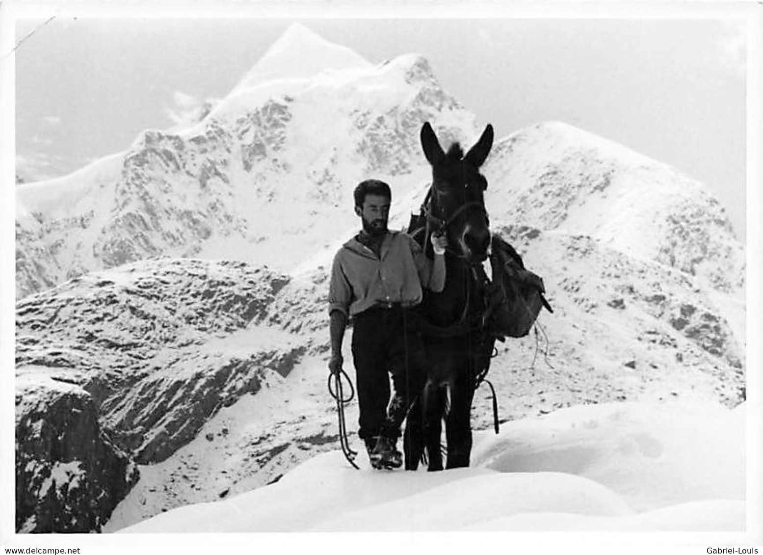 Coaz Hutte Pontresina , Rhätia ,  Berghütte  Fofo Arosa Mulet Muletier Maultiertreiber  ( 10x 15) - Pontresina