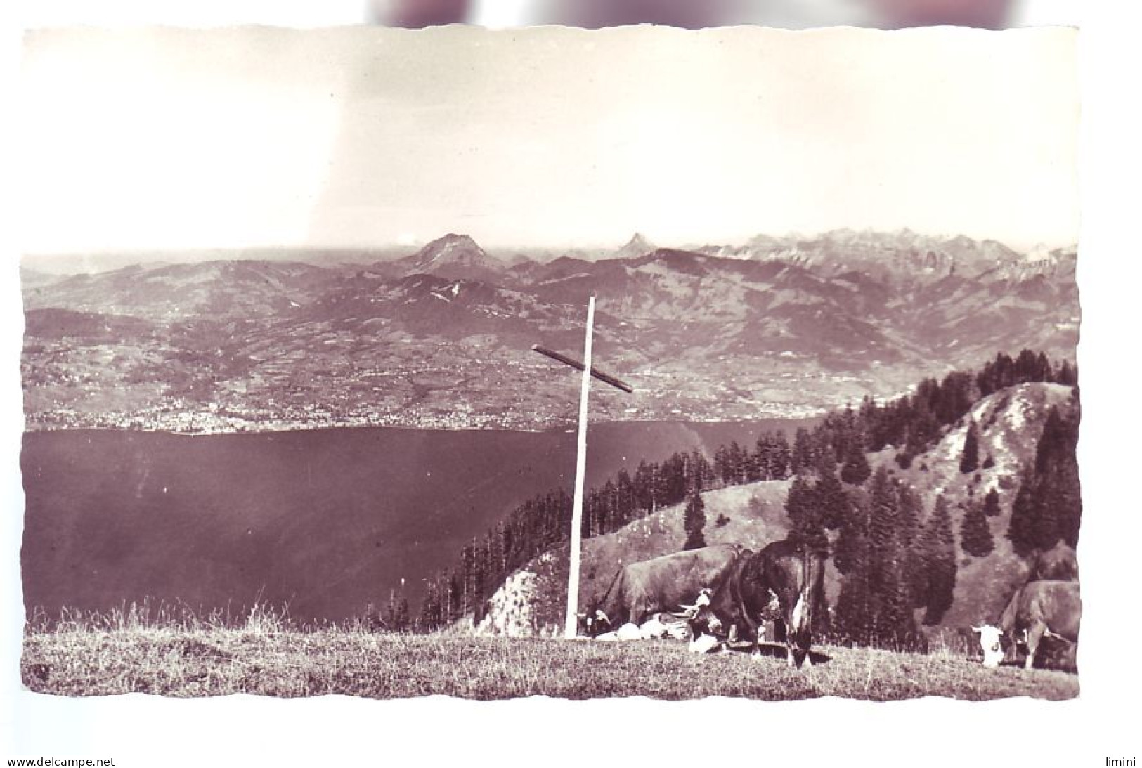 74 - THOLLON-les-MEMISES - VUE SUR LE LAC LEMAN ET LA COTE SUISSE - VACHE EN PATURAGE -  - Thollon