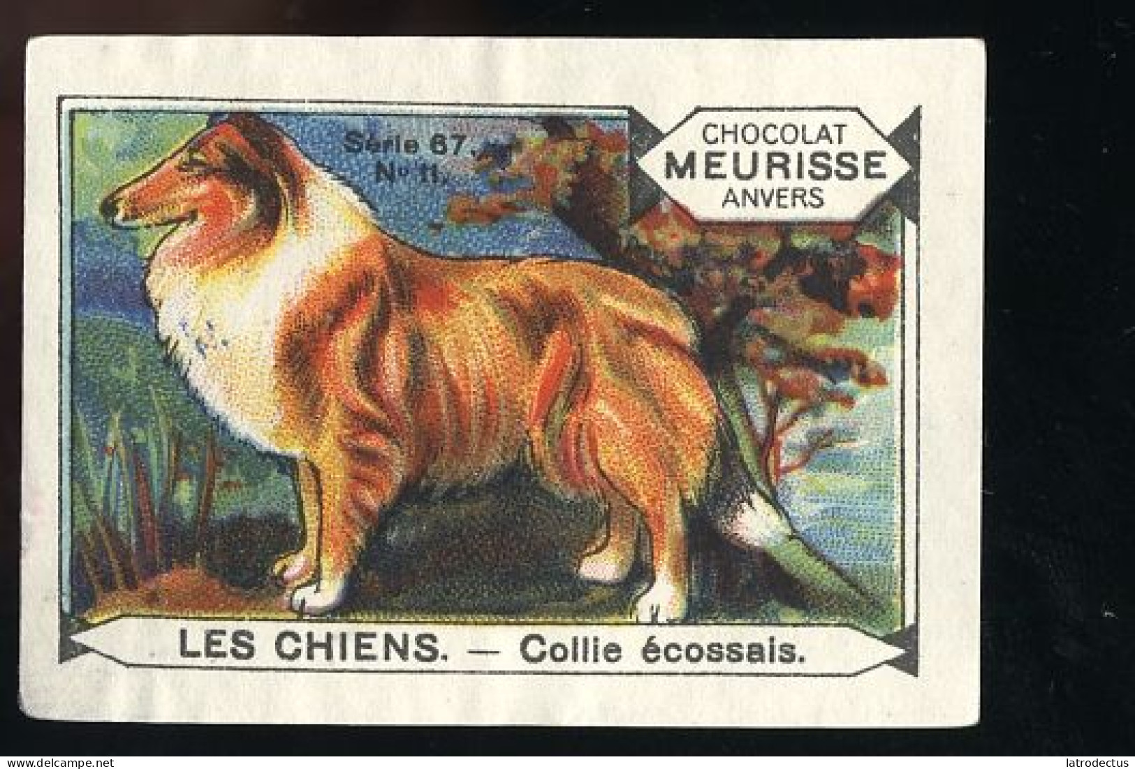 Meurisse - Ca 1930 - 67 - Les Chiens, Dogs - 11 - Collie écossais - Andere & Zonder Classificatie