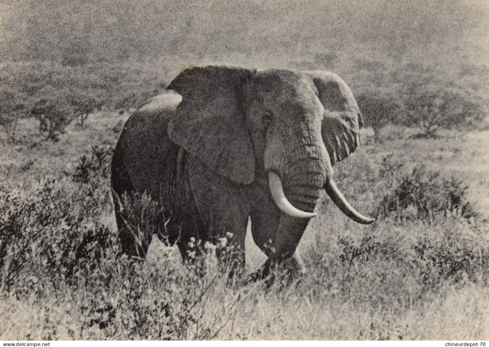 VIEIL ELEPHANT SOLIDAIRE CONGO BELGE - Olifanten