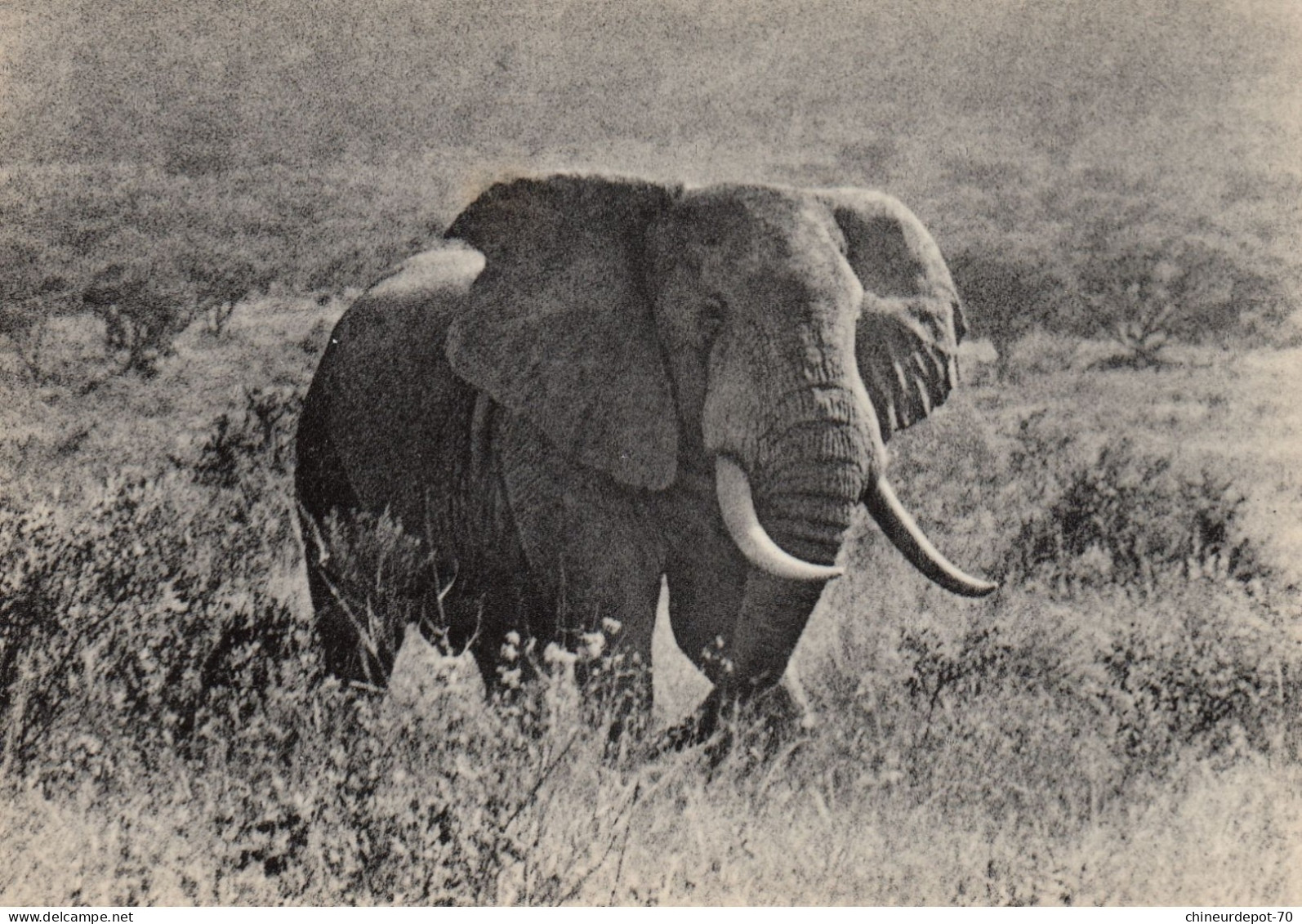 VIEIL ELEPHANT SOLIDAIRE CONGO BELGE - Éléphants