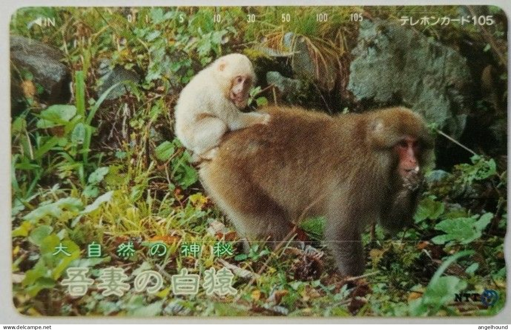 Japan 105 Units - Nature's Kandoriha Azuma's - White Monkey - Japon