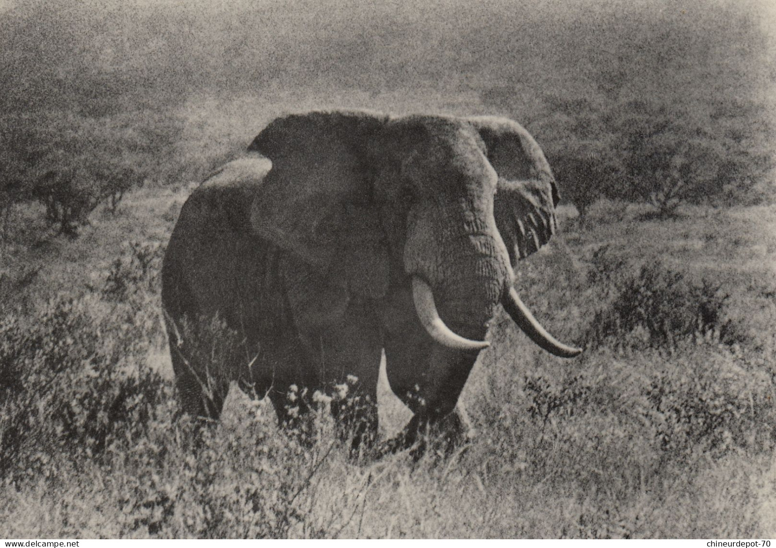 OLD SOLITARY ELEPHANT CONGO BELGE - Elephants