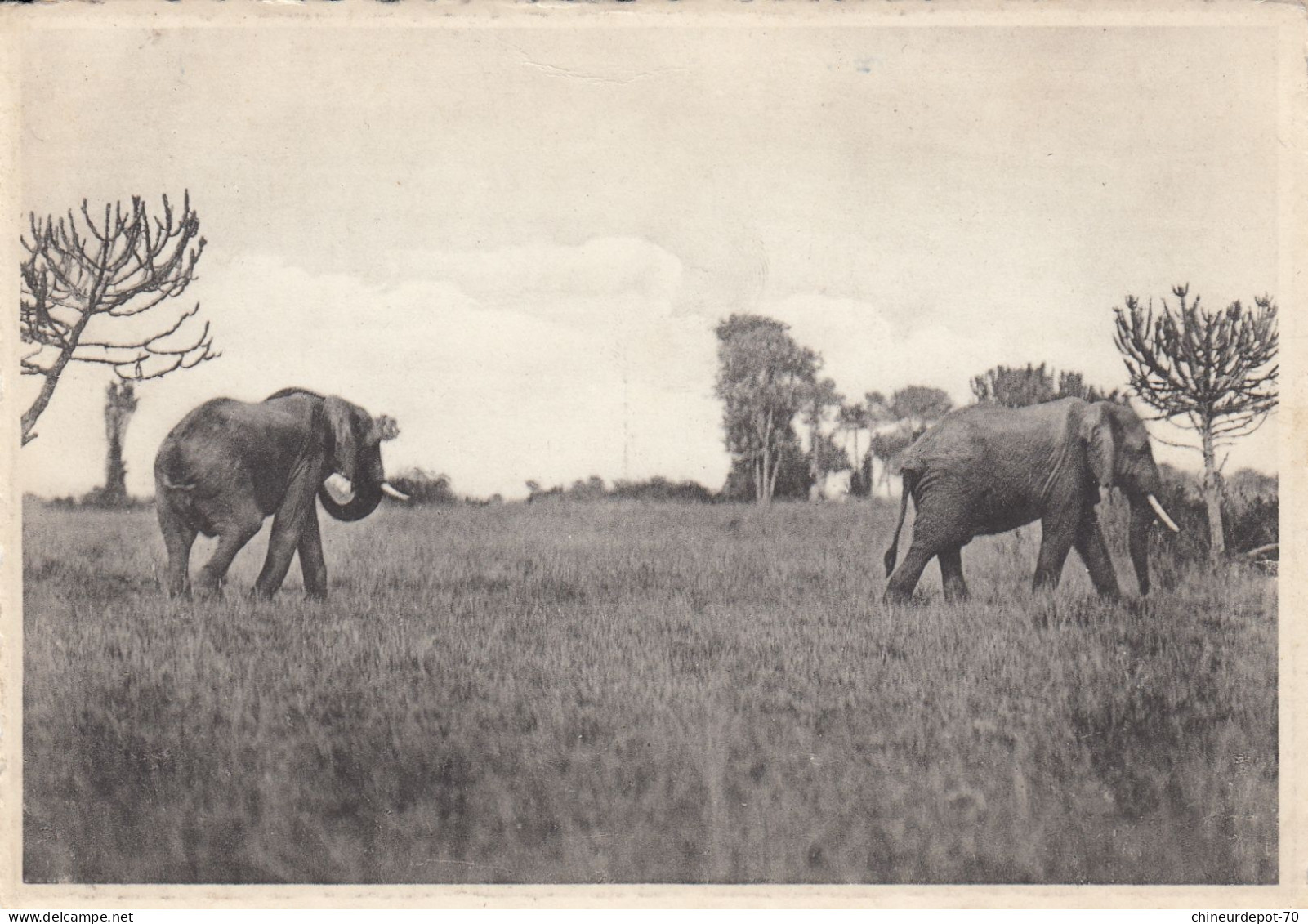 ELEPHANTS  PLAIN OF LAKE EDWARD - Éléphants