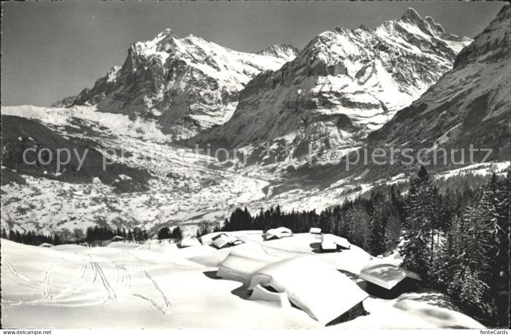 12039262 Grindelwald Mit Wetterhorn Maennlichen Skigebiet Grindelwald - Sonstige & Ohne Zuordnung