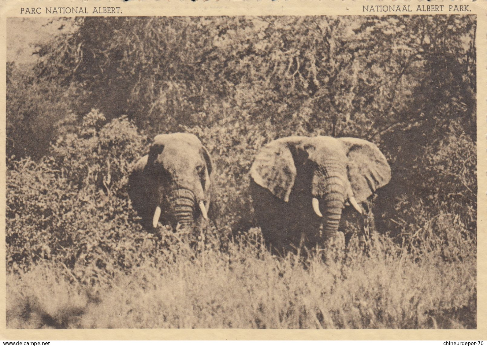 OLIFANTEN EDWARD MEER VLAAAKTE  ELEPHANT CONGO BELGE - Elefanti