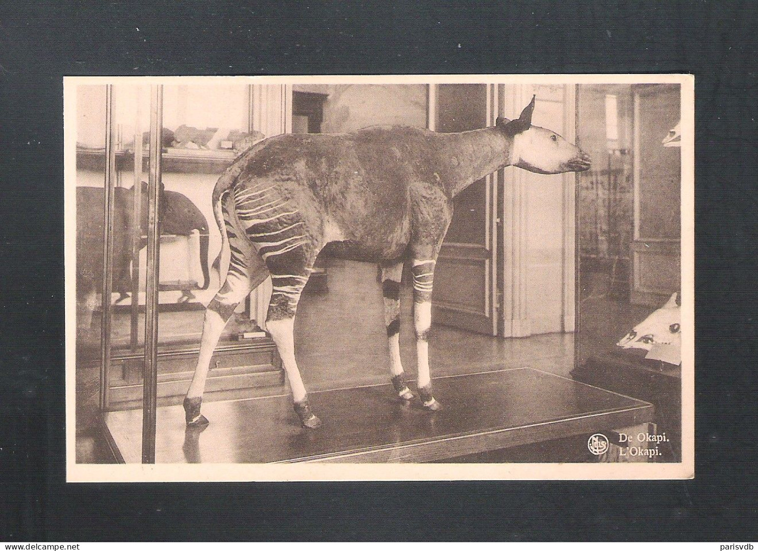 TERVUREN - MUSEUM VAN BELGISCH CONGO - DE OKAPI - NELS  (14.171) - Tervuren