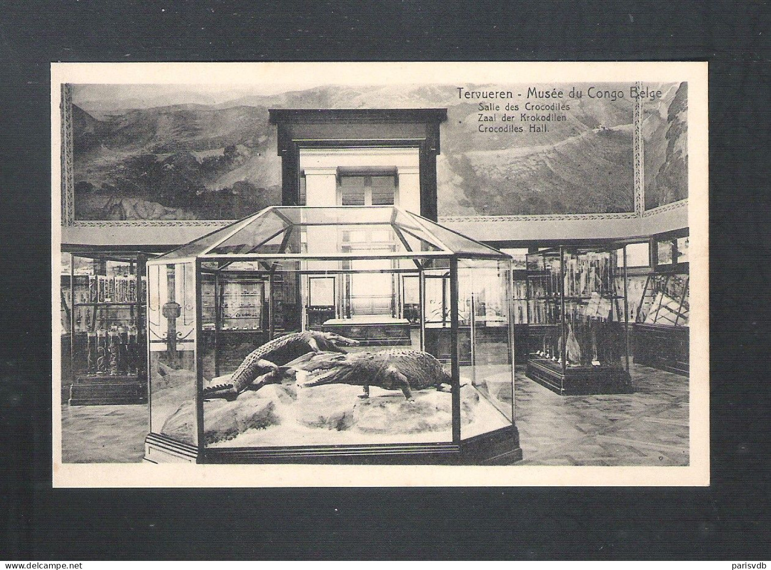 TERVUEREN - MUSEE DU CONGO BELGE - SALLE DES CROCODILES - NELS  (14.185) - Tervuren