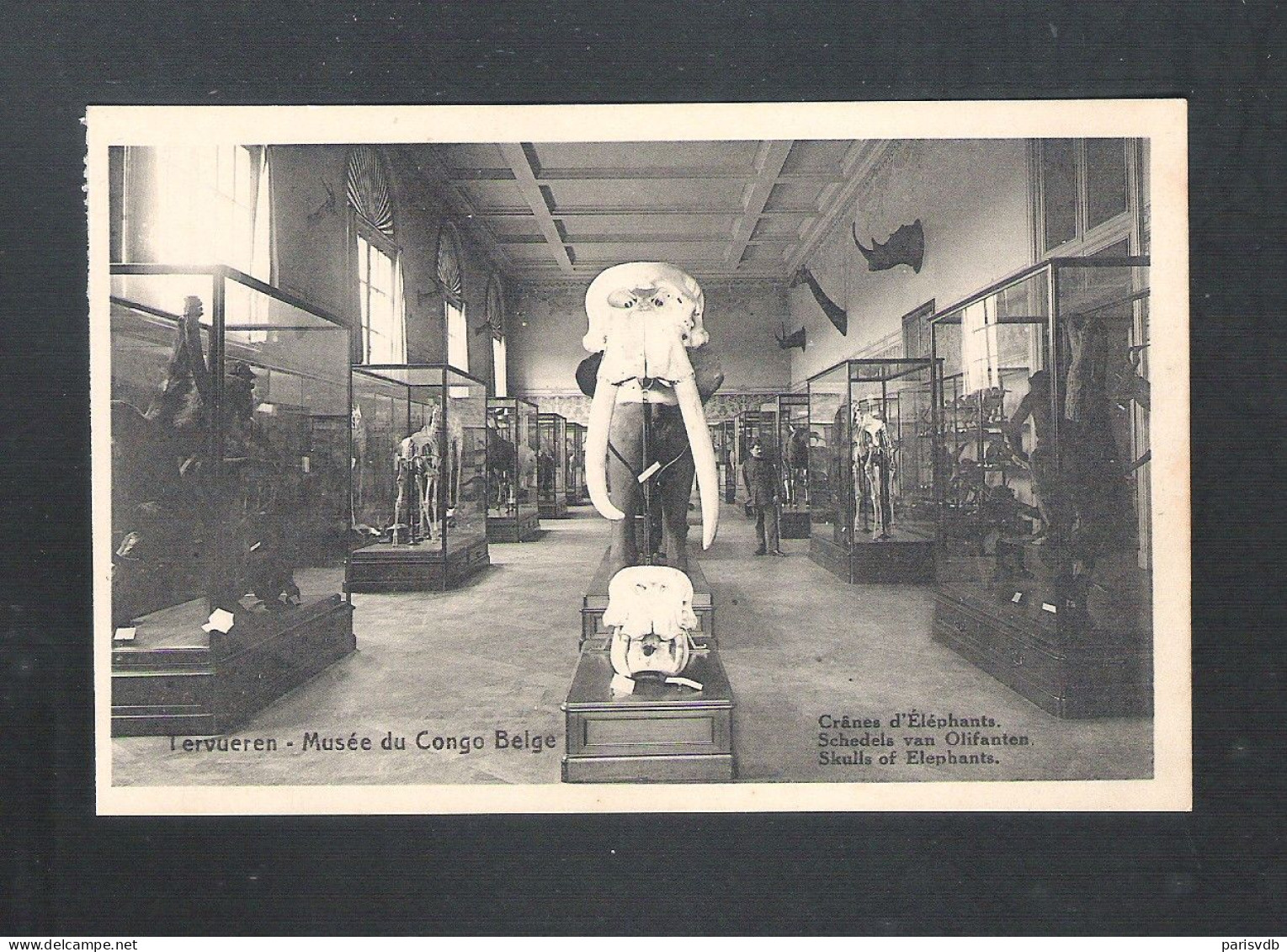 TERVUEREN - MUSEE DU CONGO BELGE - CRANES D'ELEPHANTS - NELS  (14.190) - Tervuren