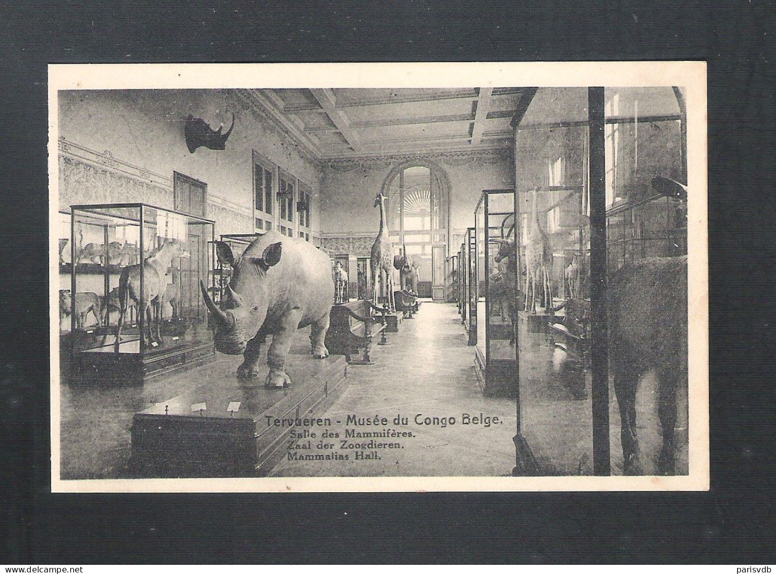 TERVUEREN - MUSEE DU CONGO BELGE - SALLE DES MAMMIFERES - NELS  (14.191) - Tervuren