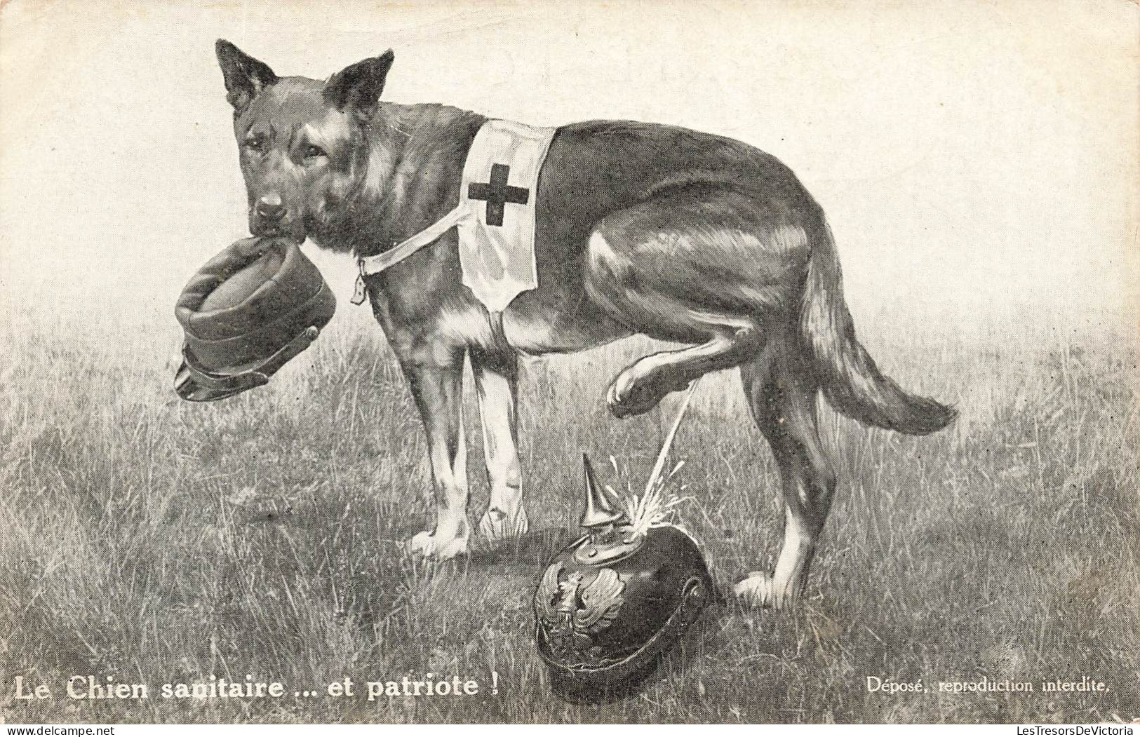 ANIMAUX - Le Chien Sanitaire Et Patriote ! - Carte Postale Ancienne - Dogs