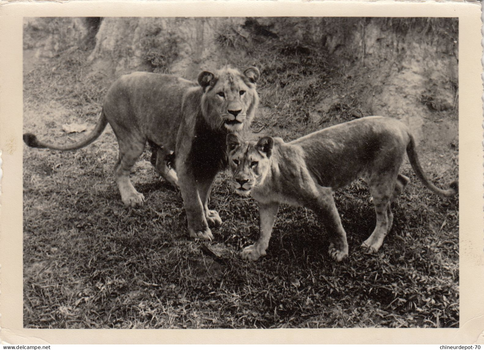 FELIS LEO  LION CONGO BELGE - Lions