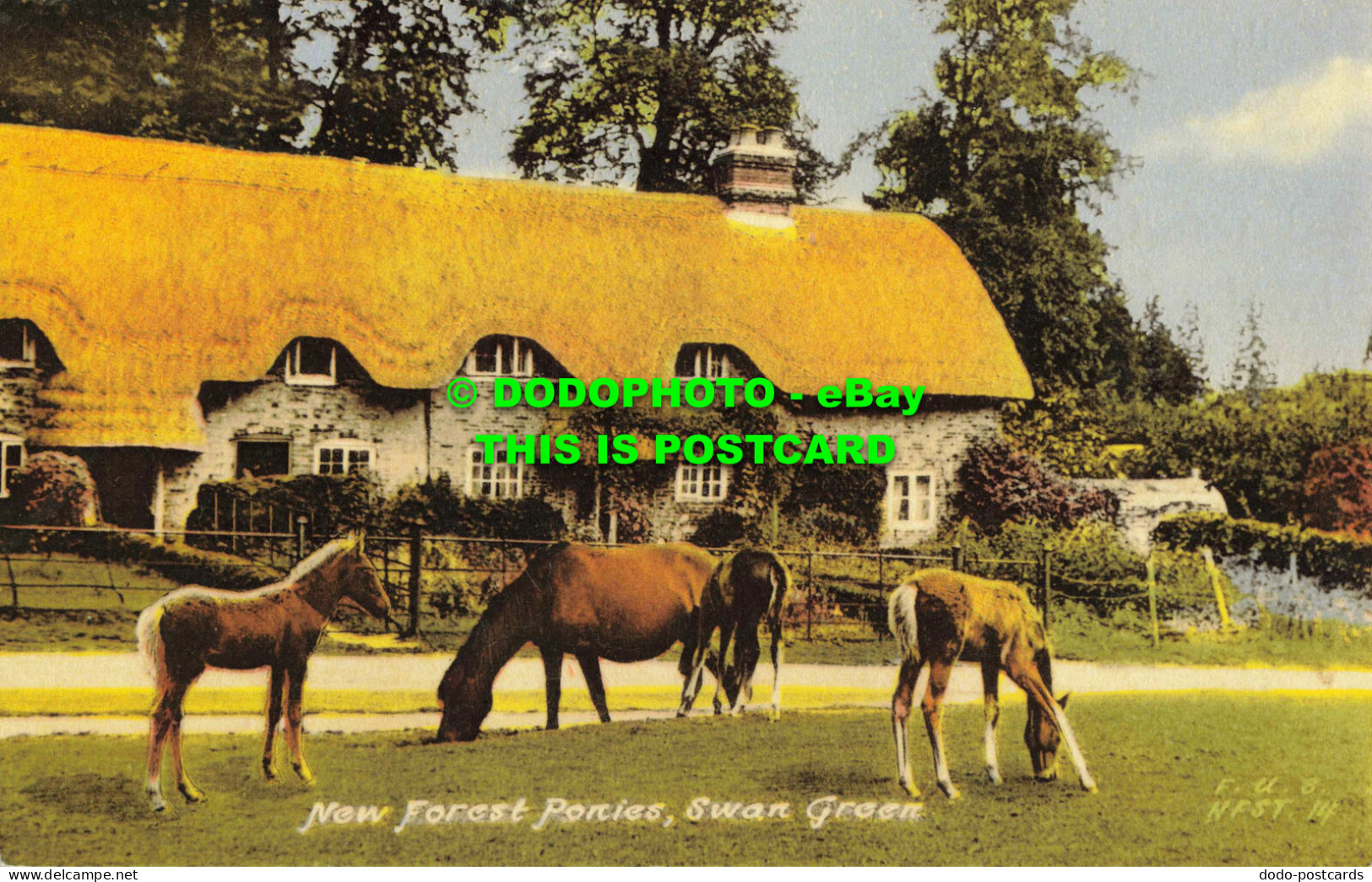 R558432 New Forest Ponies. Swan Green. Friths Series. 1960 - Monde
