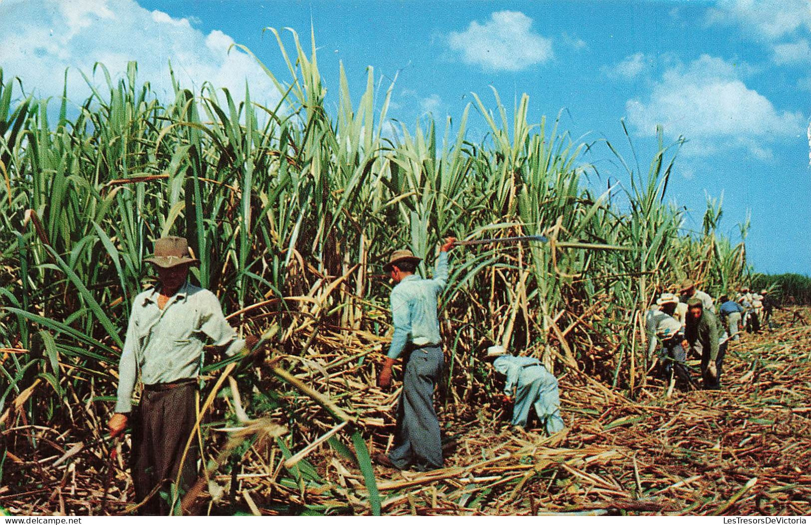 FRANCE - Cutting Sugar Cane In Martinique - La Coupe De La Canne à Sucre à La Martinique - Carte Postale Ancienne - Altri & Non Classificati