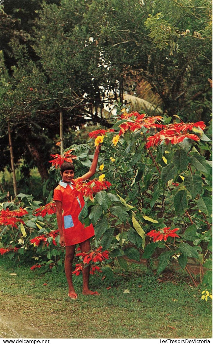 FRANCE - Martinique - Ajoupa Bouillon - 6 Mois Vert, 6 Mois Rouge - Et Hibiscus Jaune Double - Carte Postale Ancienne - Autres & Non Classés