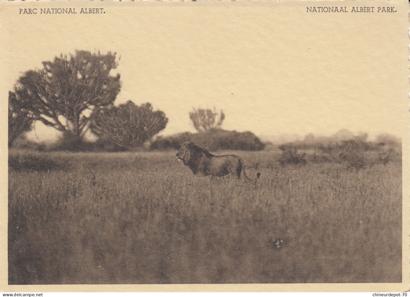 LION  PLAINE DU LAC EDWARD CONGO BELGE - Lions