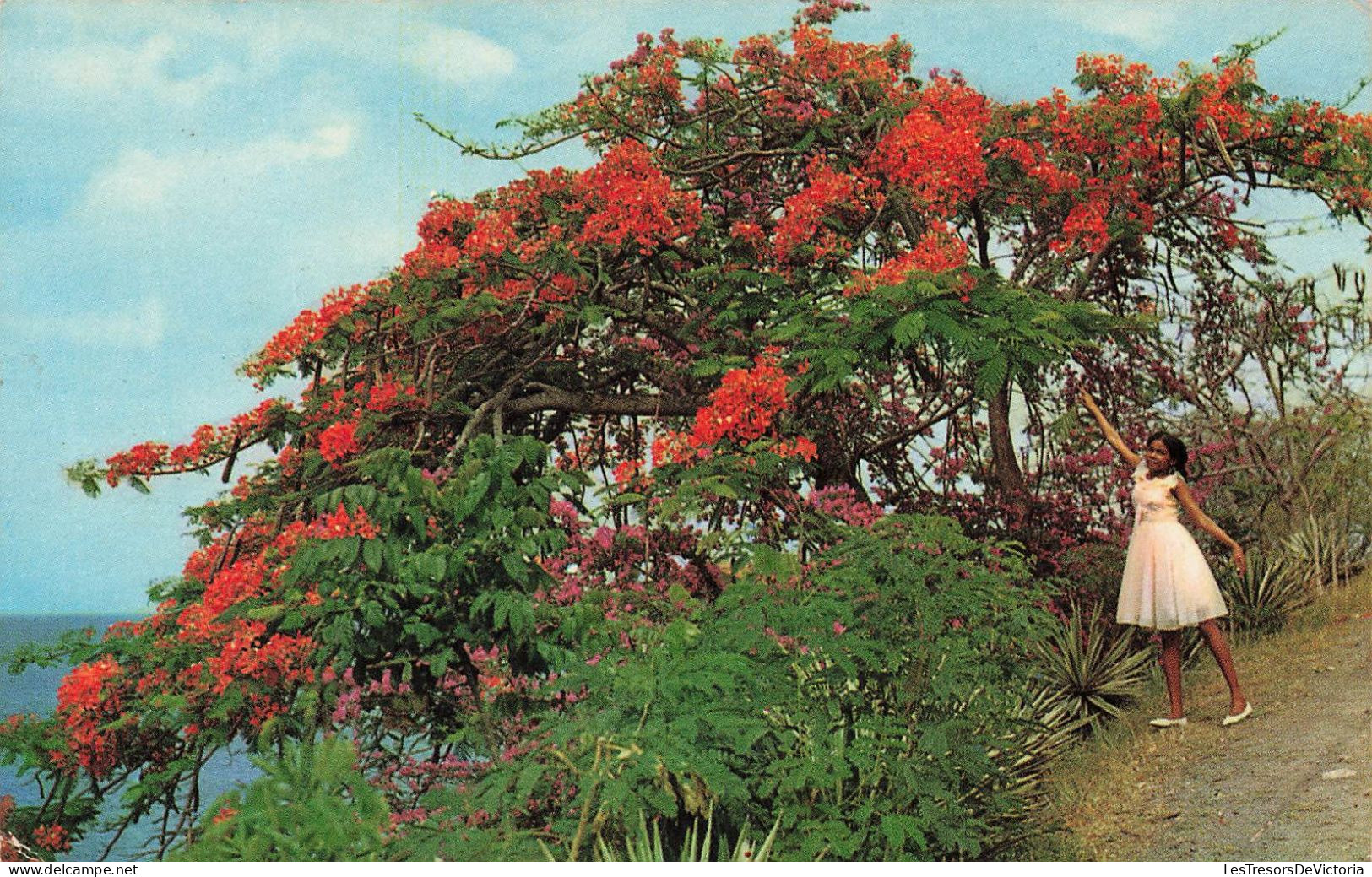 FRANCE - Martinique - L'Ile Aux Fleurs : Flamboyant Et Bougainvillée - Animé - Carte Postale Ancienne - Autres & Non Classés