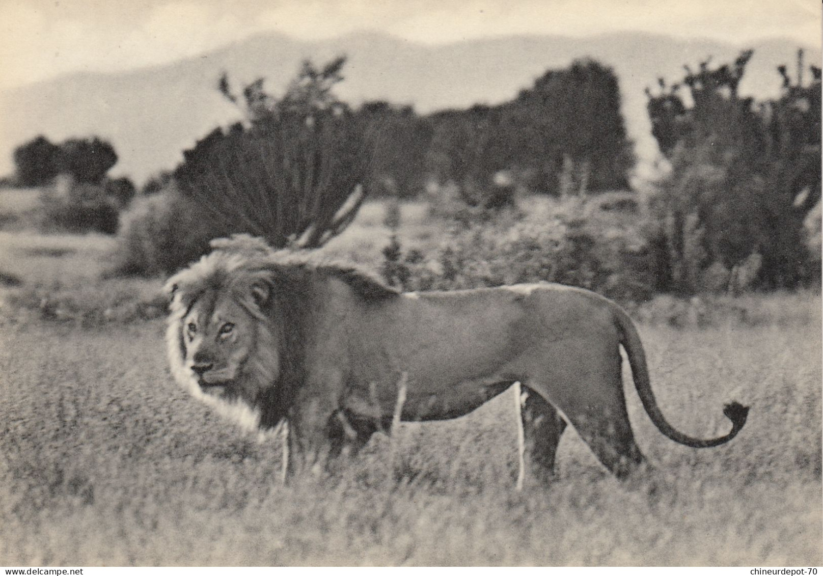 LION  MALE VISTSHUMBI  PLAINE DU LAC EDWARD CONGO BELGE - Leones
