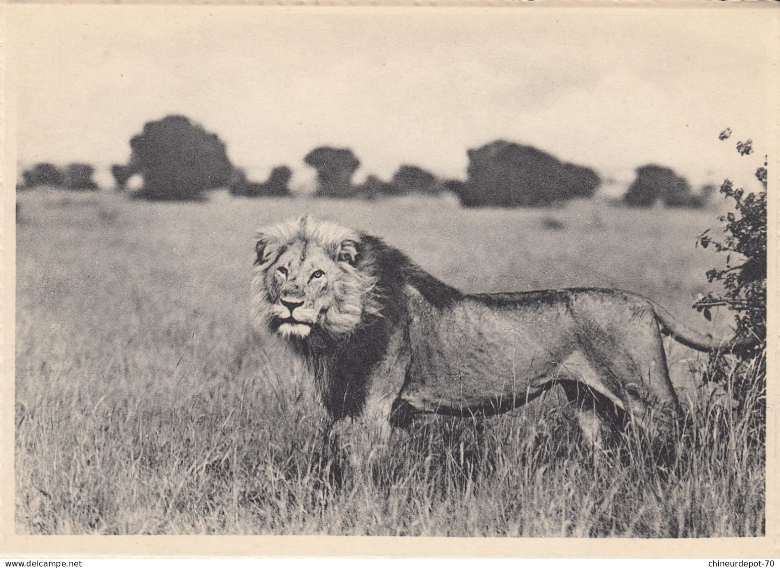 LION  VITSHUMBI  PLAINE DU LAC EDWARD CONGO BELGE - Leones