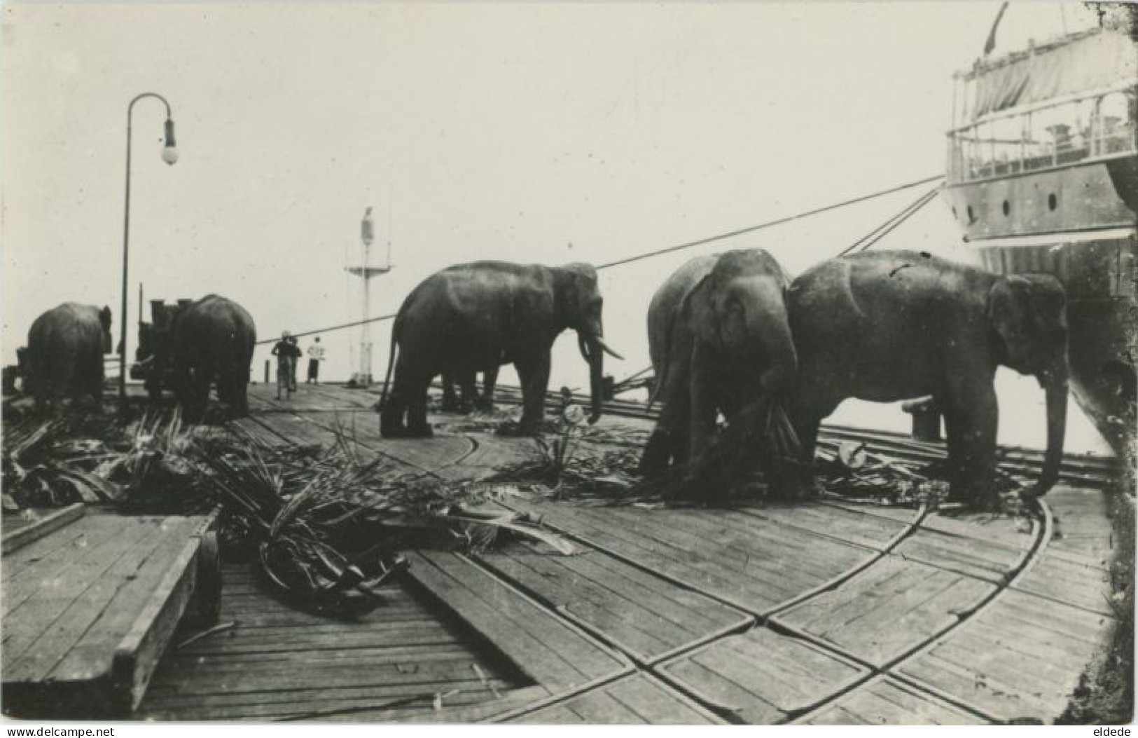 Real Photo Elephant In Asia For Unloading A Ship - Elefanten