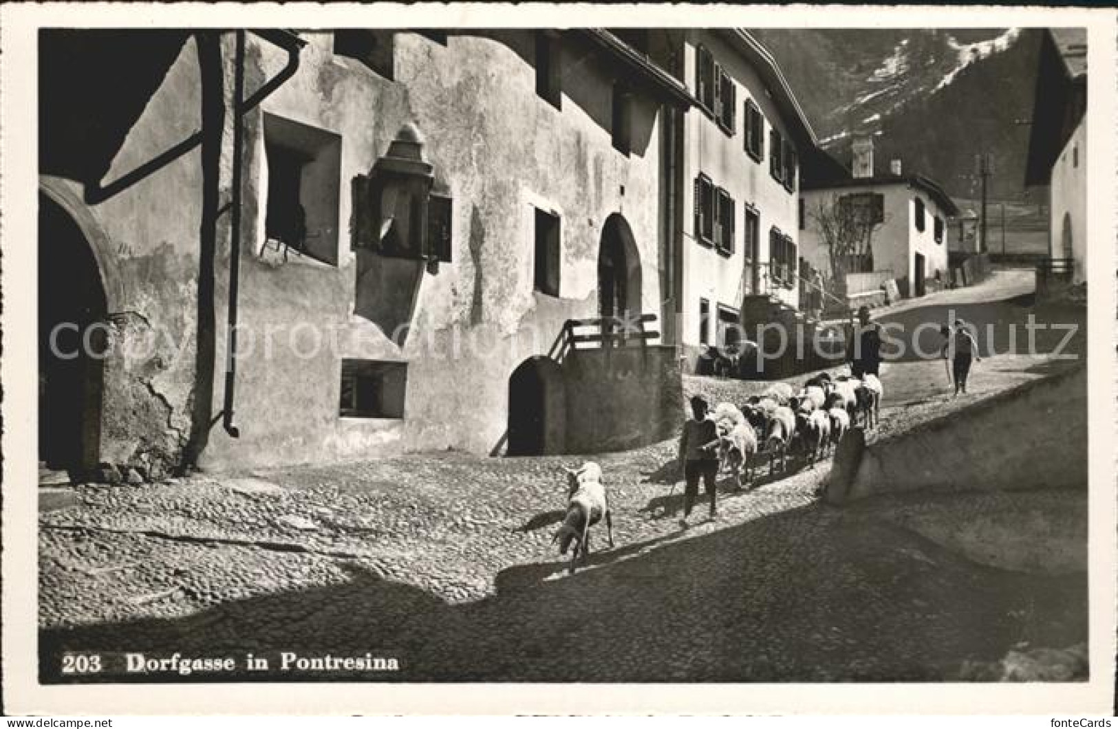 12031701 Pontresina Dorfgasse Schafe Pontresina - Other & Unclassified