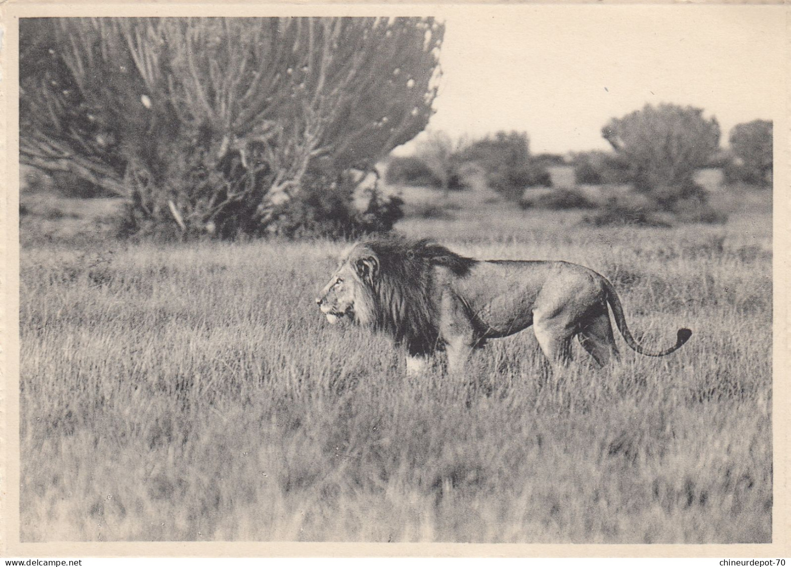 LION  VITSHUMBI  PLAINE DU LAC EDWARD CONGO BELGE - Leones