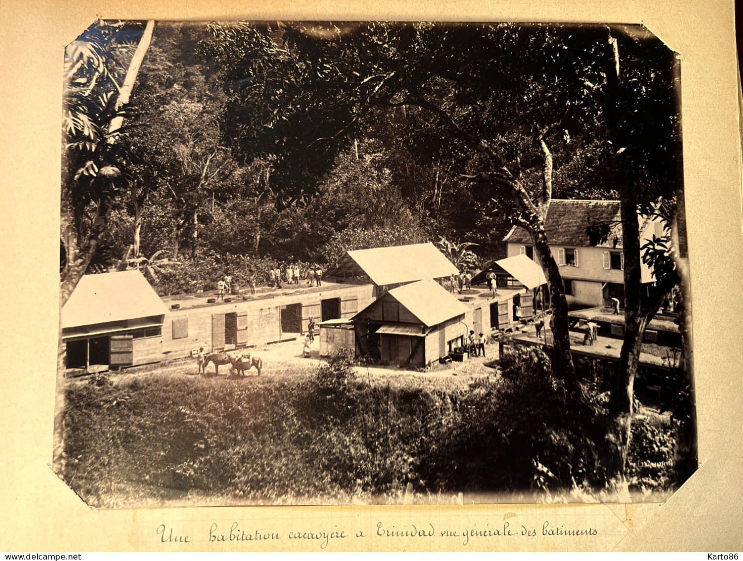 Trinidad Et Tobago * Habitation Cacaoyère , Les Bâtiments * Cacao * Grande Photo Albuminée Circa 1890/1910 26x20cm - Trinidad