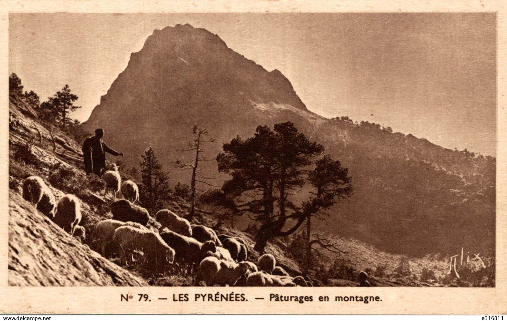 LES PYRENEES Paturages En Montagne - Altri & Non Classificati