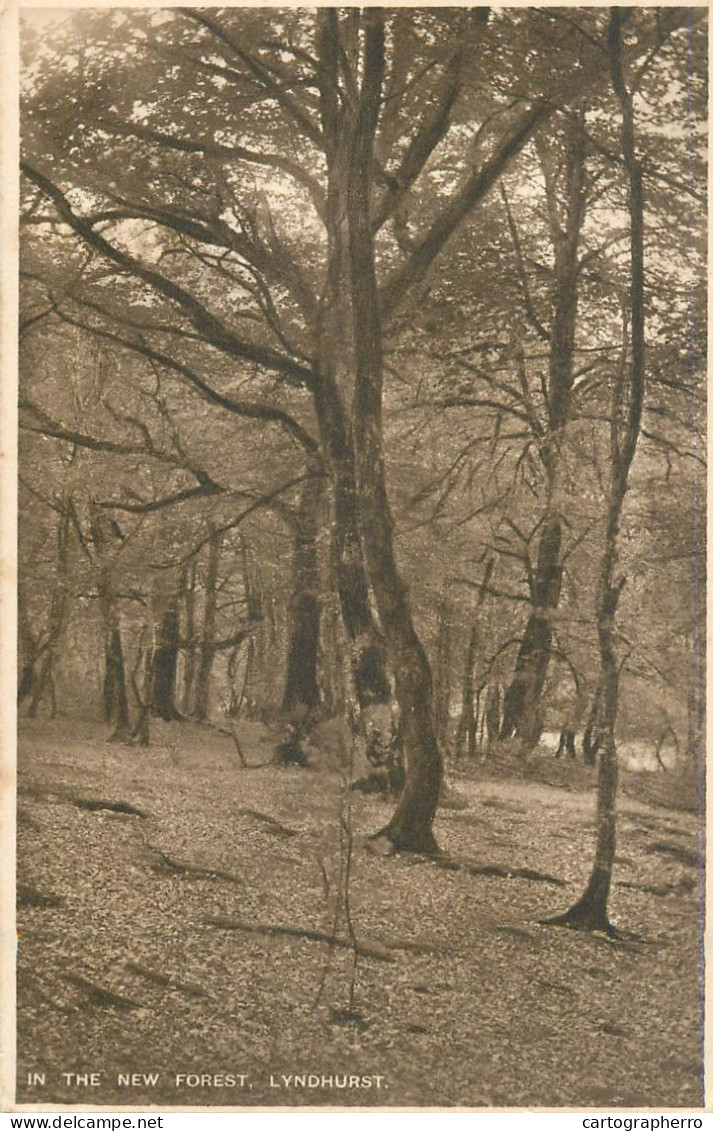 England Lyndhurst - In The New Forest - Sonstige & Ohne Zuordnung